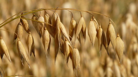 Haver als plant, Avena sativa