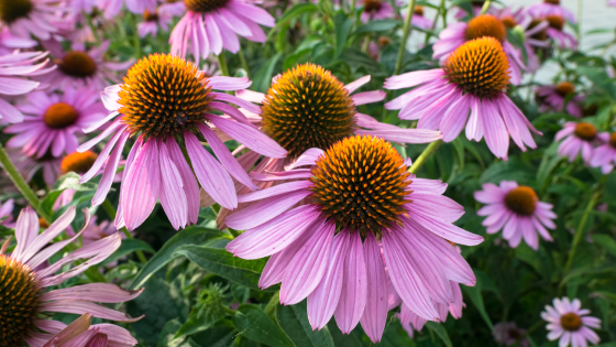 afbeelding van de bloem Echinacea Purpurea plant, zonnehoed