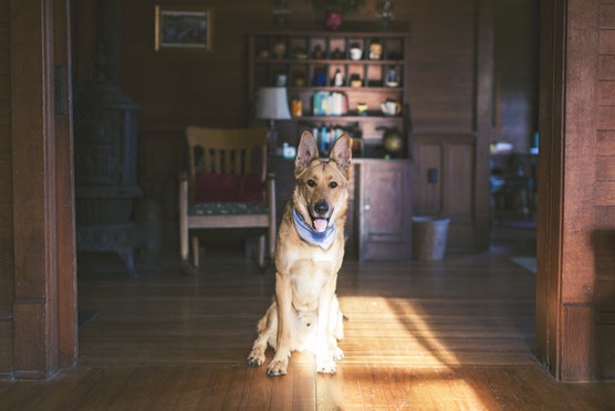 hond zit in huis op de houten vloer