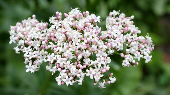 valeriaan bloemen