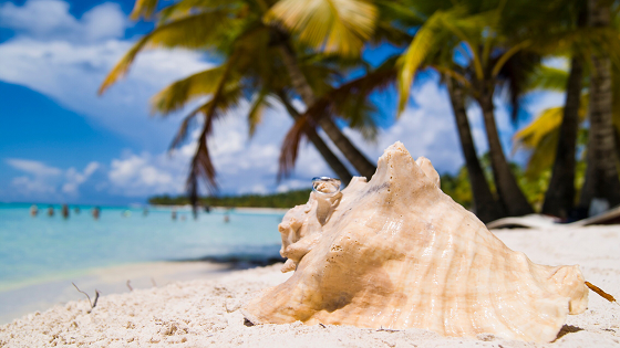schelp in het zand op het strand met palmbomen