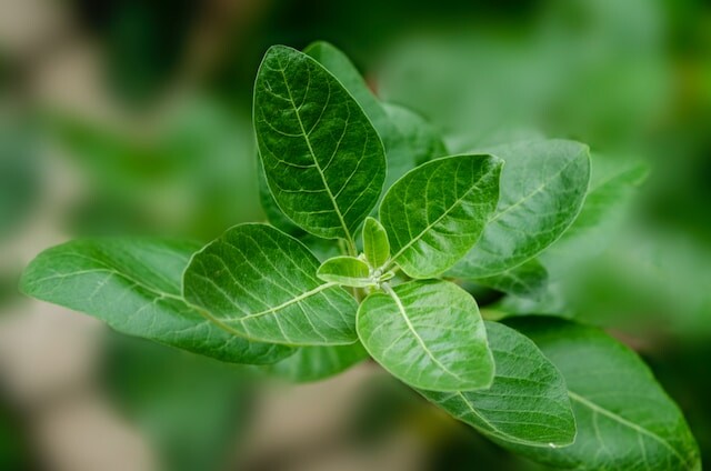 ashwagandha bladeren ashwagandha bladeren