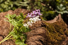 Astragalus kruid op een boomstronk