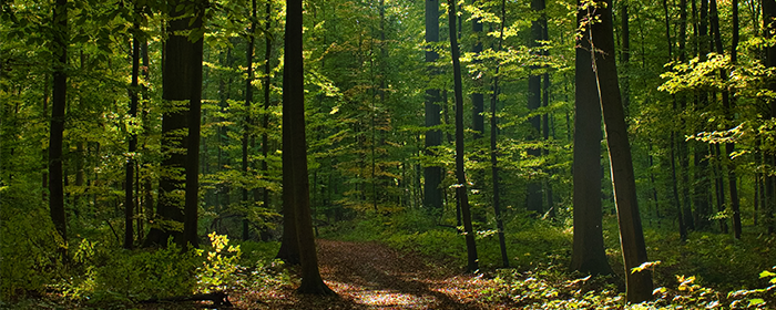 Een dicht bos met wandelpad