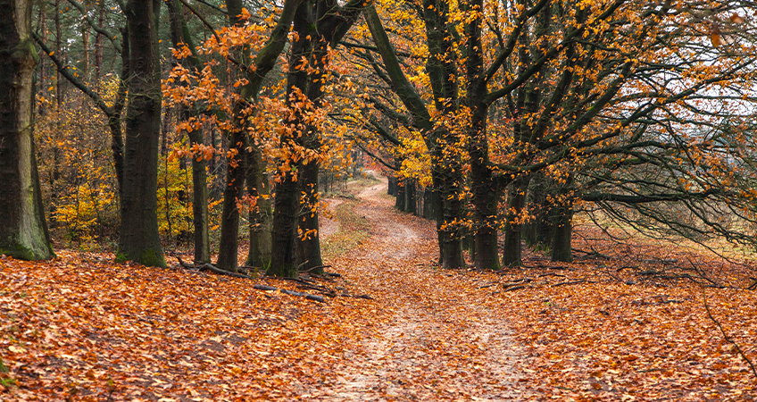 Een bospad met bomen die herfstkleuren hebben Een bospad met bomen die herfstkleuren hebben