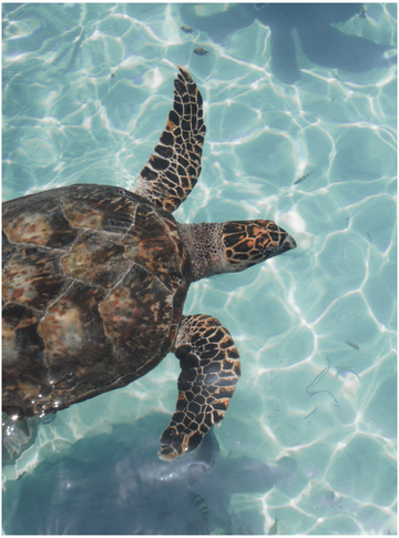 schildpad in blauw water
