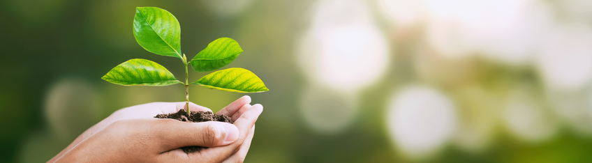 plantje met aarde in de hand van een persoon plantje met aarde in de hand van een persoon