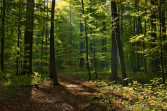 Een dicht bos met wandelpad Een dicht bos met wandelpad