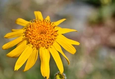 zonnembloem zonnembloem