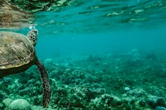 Schildpad zwemmend onder water in de zee