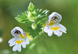 Weleda Ogentroost Oogdruppels Ampullen 10ST 90487 Weleda Ogentroost Oogdruppels Ampullen 10ST 90487
