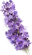 Kneipp Douche Relaxing Lavendel 75ML lavendel tak