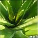 Weleda Rhinodoron Neusspray 20ML Weleda Rhinodoron Neusspray 20ml aloe