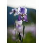 Weleda Iris Balancerende Nachtcrème 30MLWeleda Iris Balancerende Nachtcrème bloem