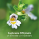 Weleda Ogentroost Druppels 10ML Euphrasia Officinalis