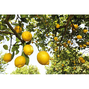 Weleda Citrus 24u Hydraterende Body Lotion 200MLWeleda Citrus Bodylotion 200 ML citrus