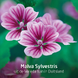 Weleda Visiodoron Malva Oogdruppels Ampullen 10ST Weleda Visiodoron Malva Oogdruppels Ampullen bloemen Malva Sylvestris Weleda Visiodoron Malva Oogdruppels Ampullen 10ST Weleda Visiodoron Malva Oogdruppels Ampullen bloemen Malva Sylvestris