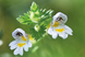 Weleda Ogentroost Oogdruppels Ampullen 20ST Weleda Ogentroost Oogdruppels Ampullen bloemetjes Weleda Ogentroost Oogdruppels Ampullen 20ST Weleda Ogentroost Oogdruppels Ampullen bloemetjes