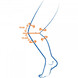 Lohmann & Rauscher Cellacare Genu Comfort Kniebandage Maat 6 1ST tekening been