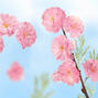 Kneipp Douche Foam Cherry Blossom 200ML1